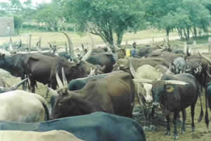 Mat North police act on increasing stocktheft
