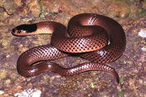 Priest claims business partner taken by snake during prayer