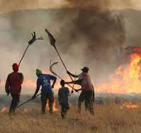Over 46 000ha forests destroyed