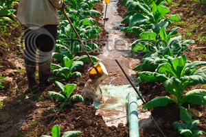 Irrigated tobacco planting season begins