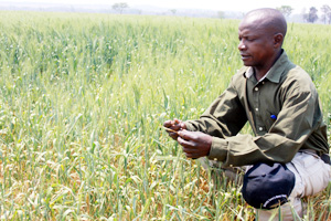300ha wheat wilts, power cable thefts cited