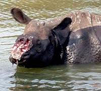 Three poachers killed