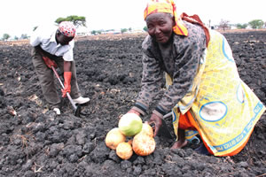 Support of small-scale women farmers vital for agric growth