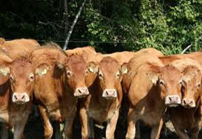 Murdered man’s family demands 15 cattle
