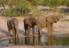 Disaster averted at national park