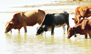 Council to impound cattle found roaming around town