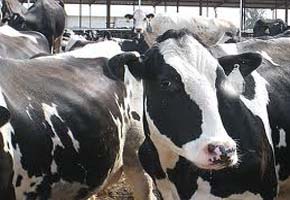 Dairy industry seeks customs duty waiver