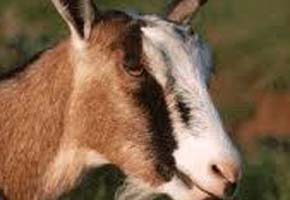 Man forced to ‘marry’ goat after sexually abusing it