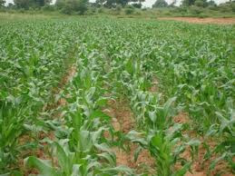 Government challenged to revive agriculture