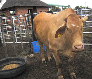 Fat-stock show a resounding success