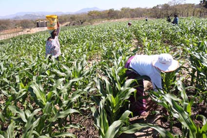 ‘Land reform key to economic revival, growth’