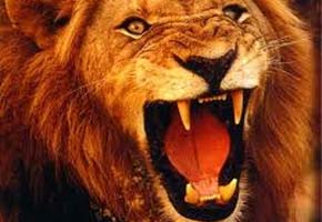 Lions, hyenas kill 19 cattle in 9 days