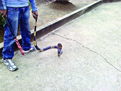 Catching snakes is his passion