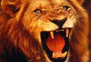 Villagers lose livestock to stray lions