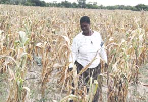 Mat South maize crop a write-off