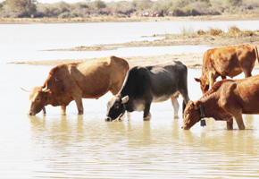 Govt embarks on countrywide cattle assessment