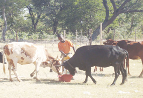 MPs necessary for development — Nkayi villagers