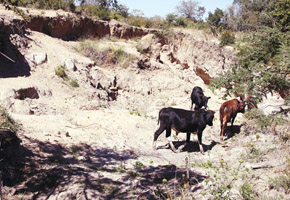 Sand poaching threatens environment
