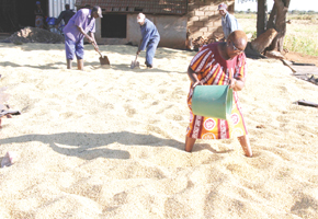 Olivine to spend $1,6m on soya bean production