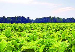 Tobacco production target missed