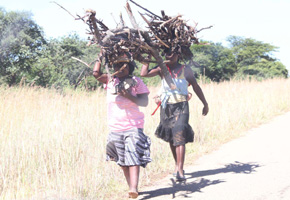 Hlalani Kuhle housing beneficiaries turn to wood poaching