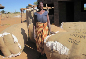 Cotton growers face starvation