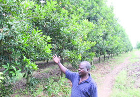 Macadamia nuts the little known cash crop