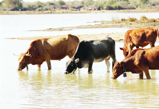 Matabeleland South cattle face starvation