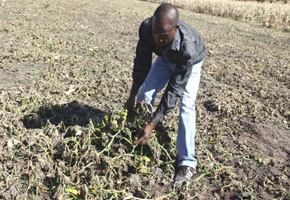 Nyamandlovu farmers lose crops worth thousands to frost