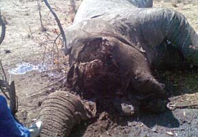 Jumbos wreak havoc in Lower Gweru