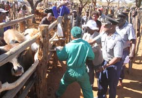 National anti-stocktheft drive pays off