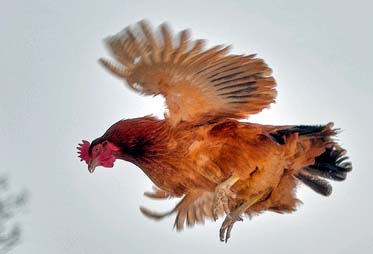 Chicken’s noise sells out thief