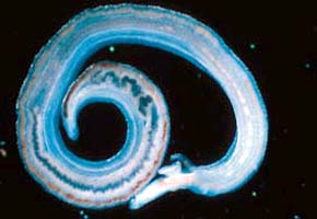 National bilharzia treatment training programme begins