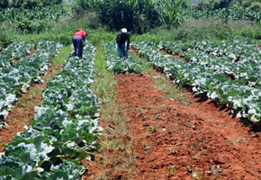 Women urged to take up farming