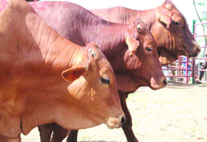 Farmers panic as drought kills cattle