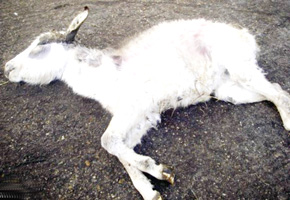 Drama as residents mob trio over donkey carcasses