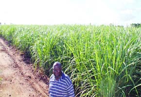 OPINION: Economic sanctions: What can Zimbabwe do?