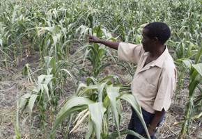 Clear mitigation measures to climate change needed