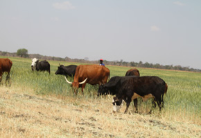 Umguza winter wheat crop a write-off