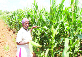 Thieves force urban farmers into early harvests