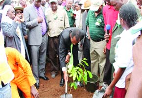 Let us conserve forests by planting trees