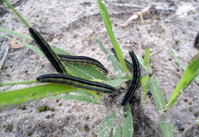 Farmers warned of another armyworm outbreak