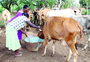 Drought scare in Matabeleland South