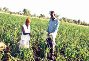 Farmers face disaster due to shortage of rains