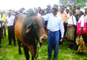 Cattle ranching pays off for resettled farmer