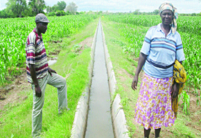 Tongwe plot holders expect bumper harvest