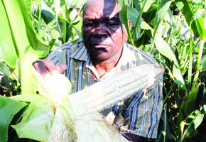 Nyamandlovu farmers gear for bumper harvest