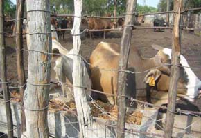 Mangwe cattle breeders get their dues