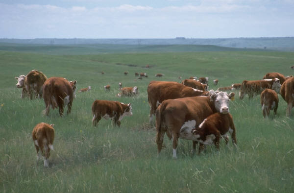 ZFU embarks on livestock vaccination programme
