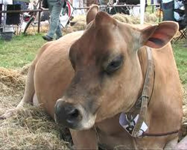 Mat South Agric Show kicks off